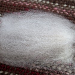 raw-fleece-NewZealand-Polwarth-8838