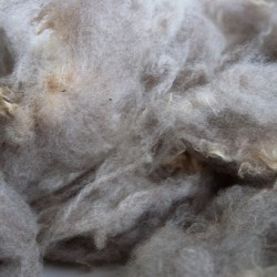 raw-fleece-NewZealand-Polwarth-8854