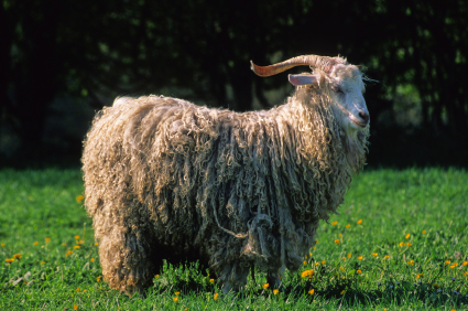 Mohair from angora goat
