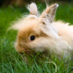 Angora