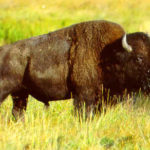 Bison